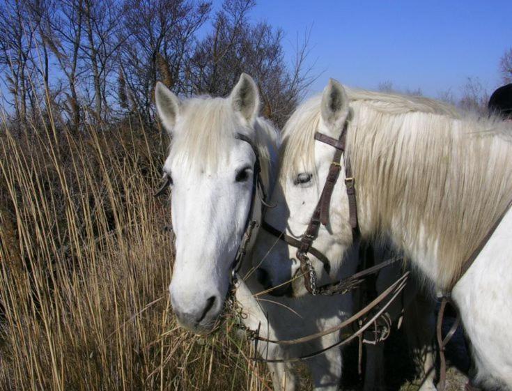 Вилла Camargue Beauvoisin  Экстерьер фото